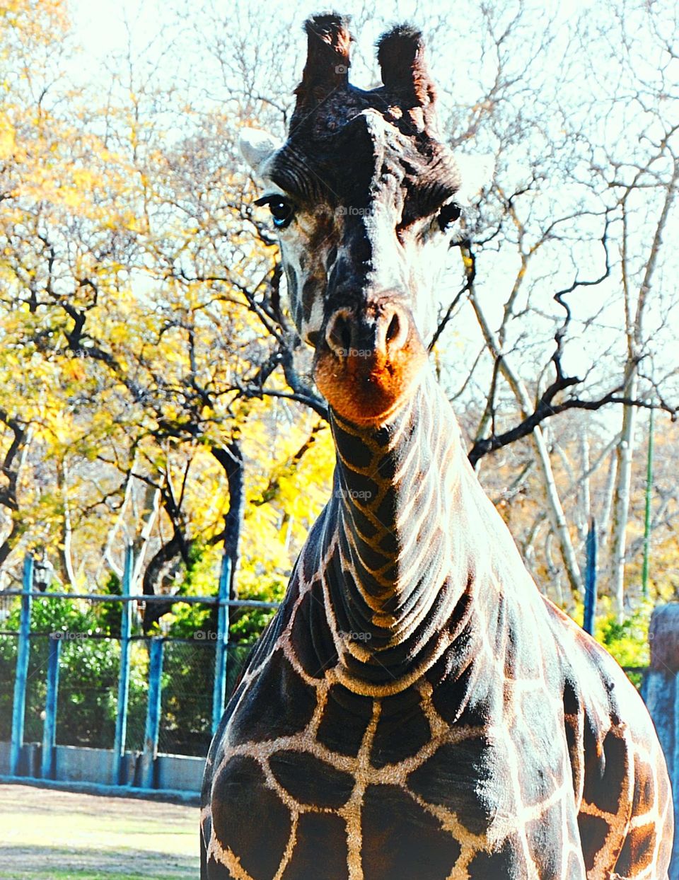 Girafa