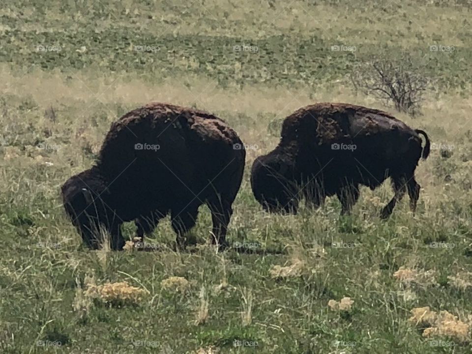 bison