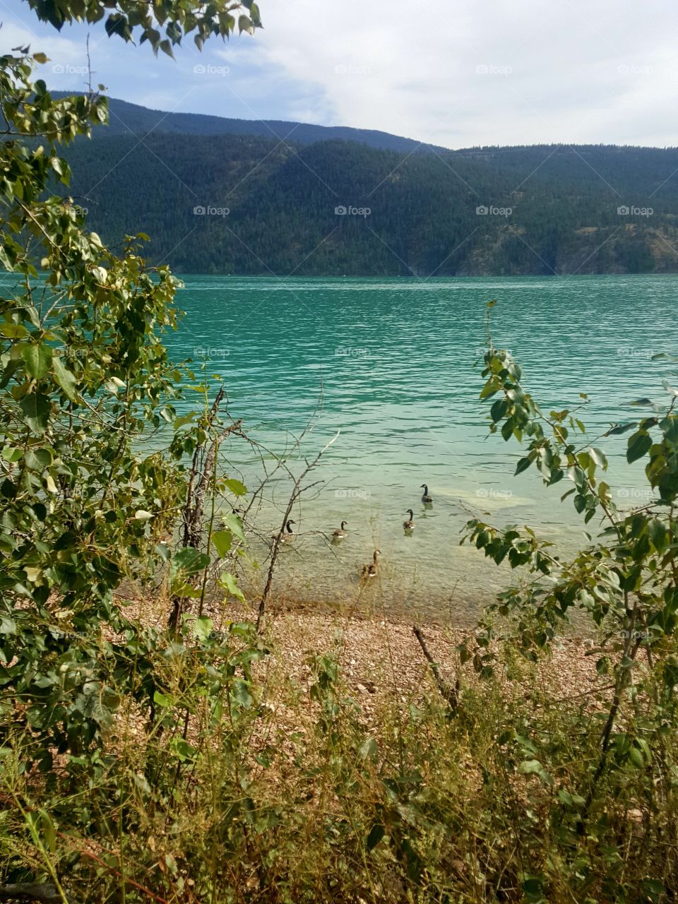 Canadian Geese 🇨🇦
Beautiful But Aggressive Creatures !