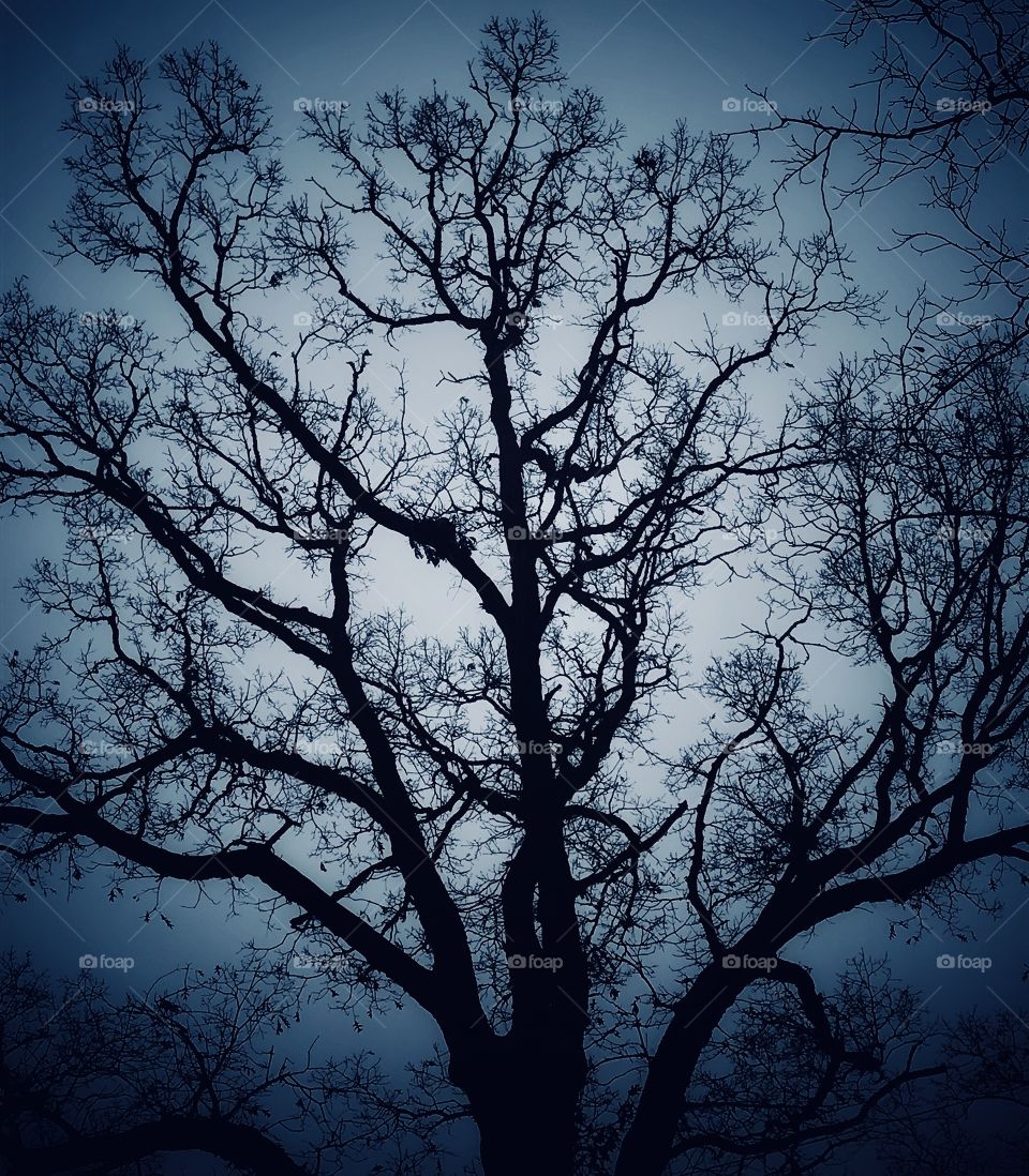 Silhouette of an ominous-looking tree against the night sky—taken in Dyer, Indiana 