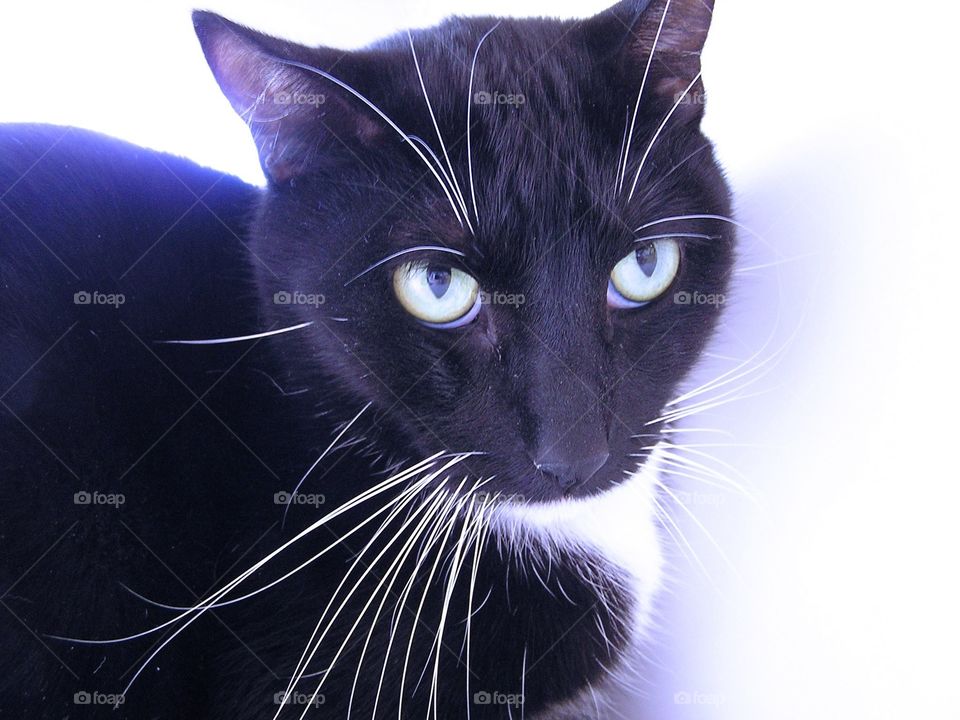 Whiskers. Black and white cat with long white whiskers