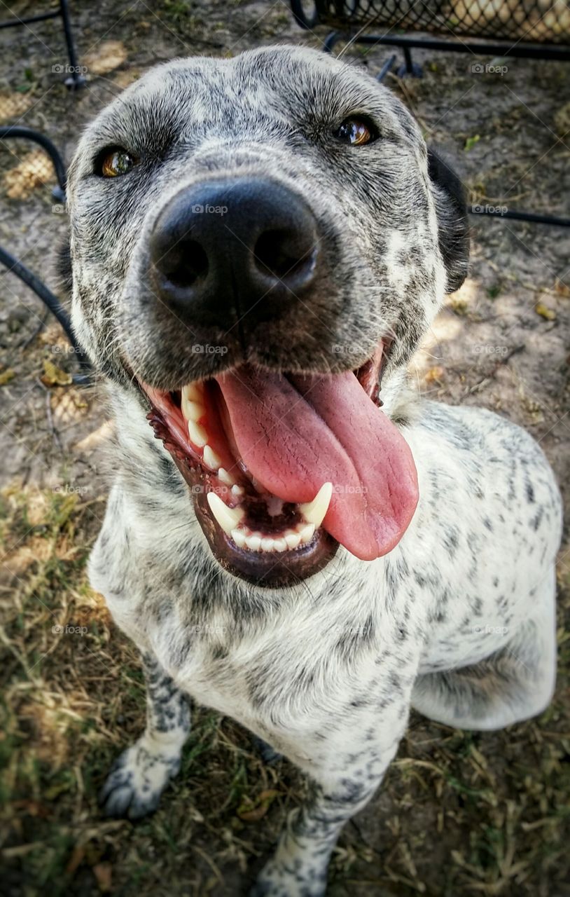 Dog Smiling with Her Tongue Out