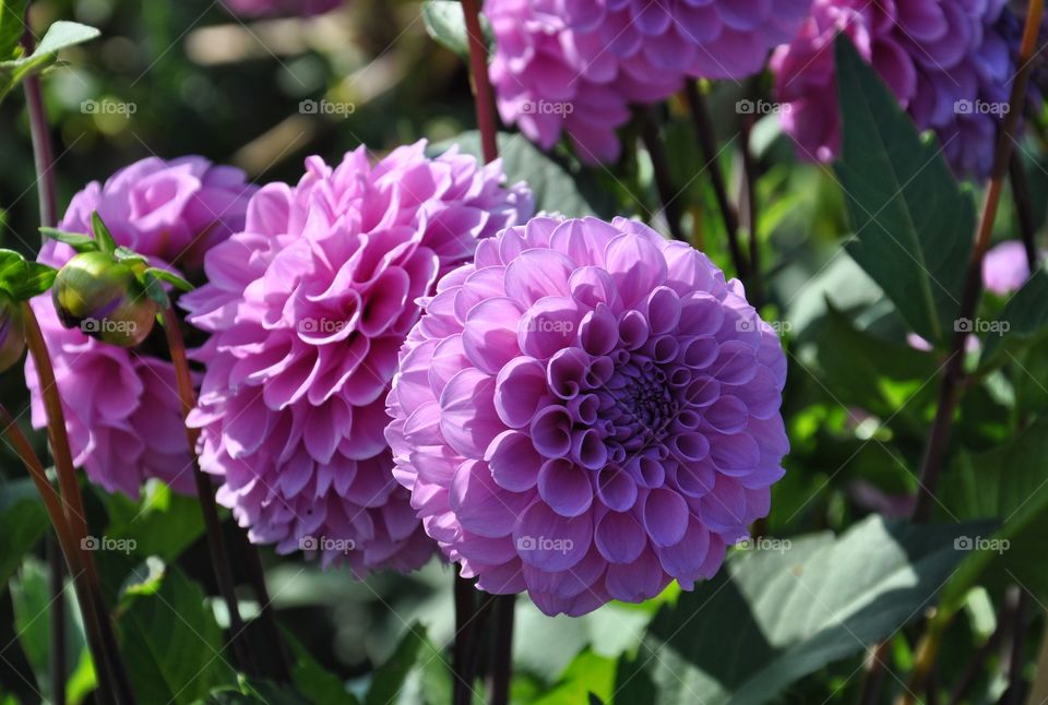 purple flowers