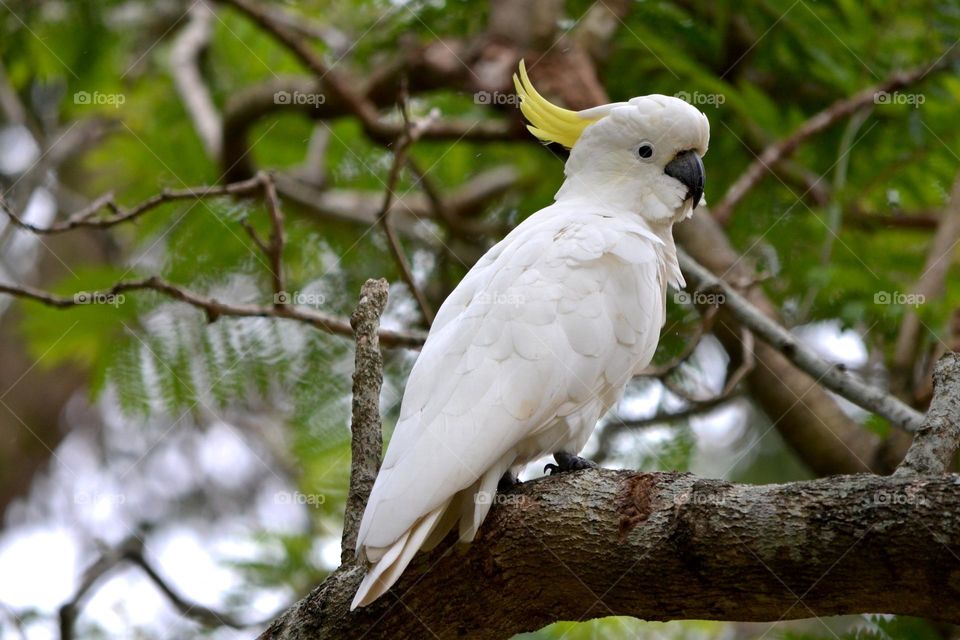 Beautiful white colour parrot bird