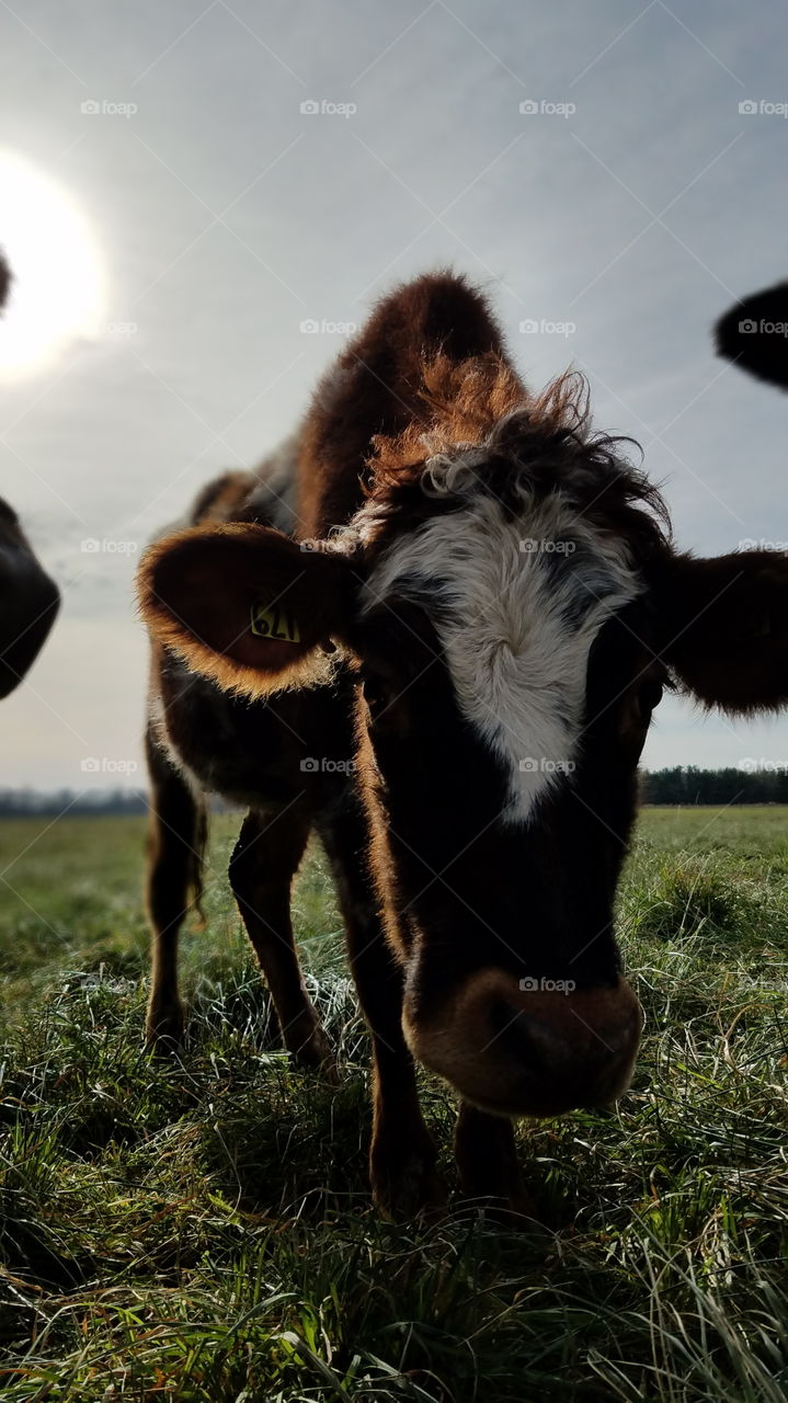 Mammal, Farm, No Person, Cattle, Livestock