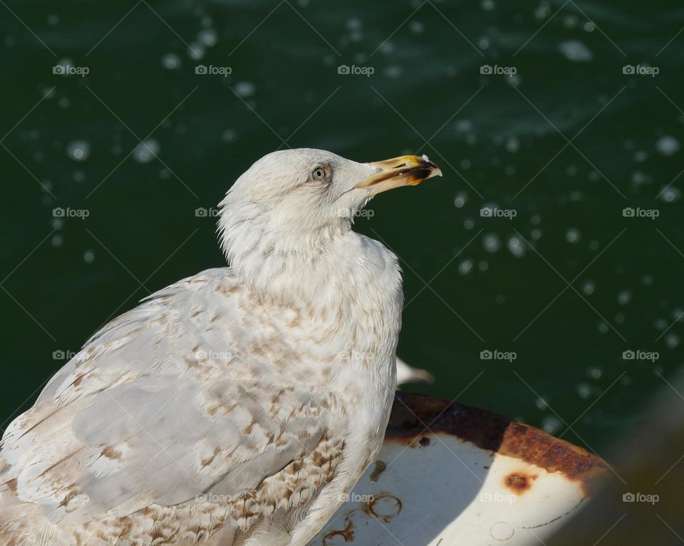 Seagull