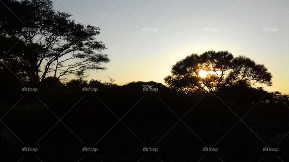 Tree, Sunset, Landscape, Dawn, Silhouette