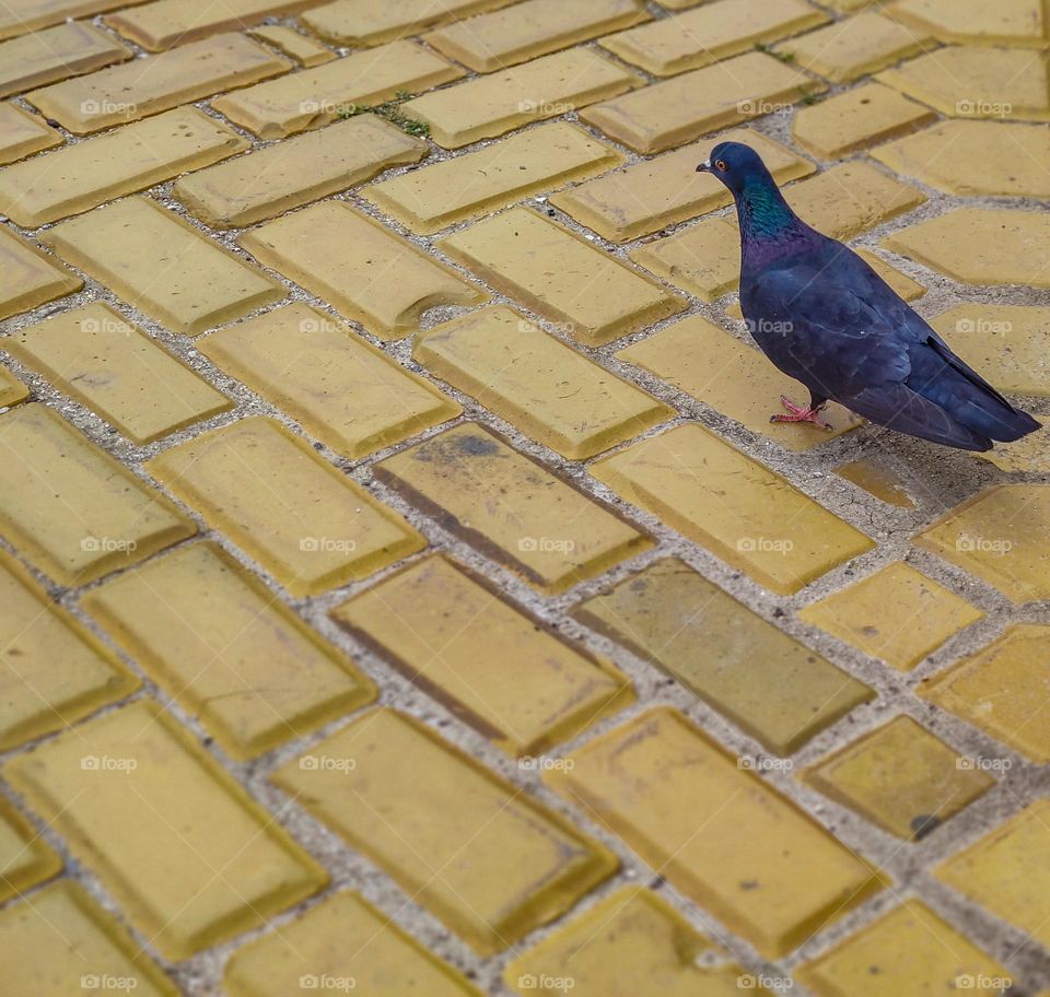 A lonely dove on the yellow pavement of the city