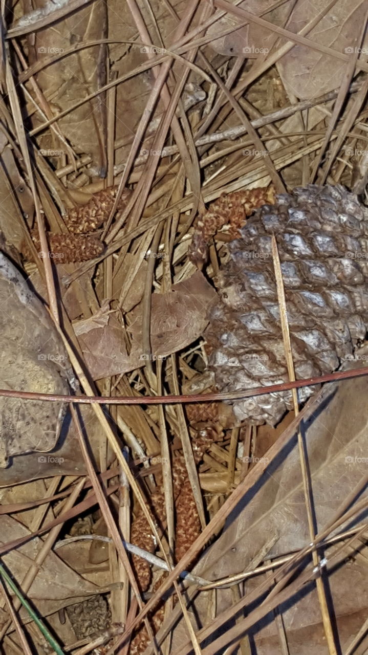 Small Pinecone