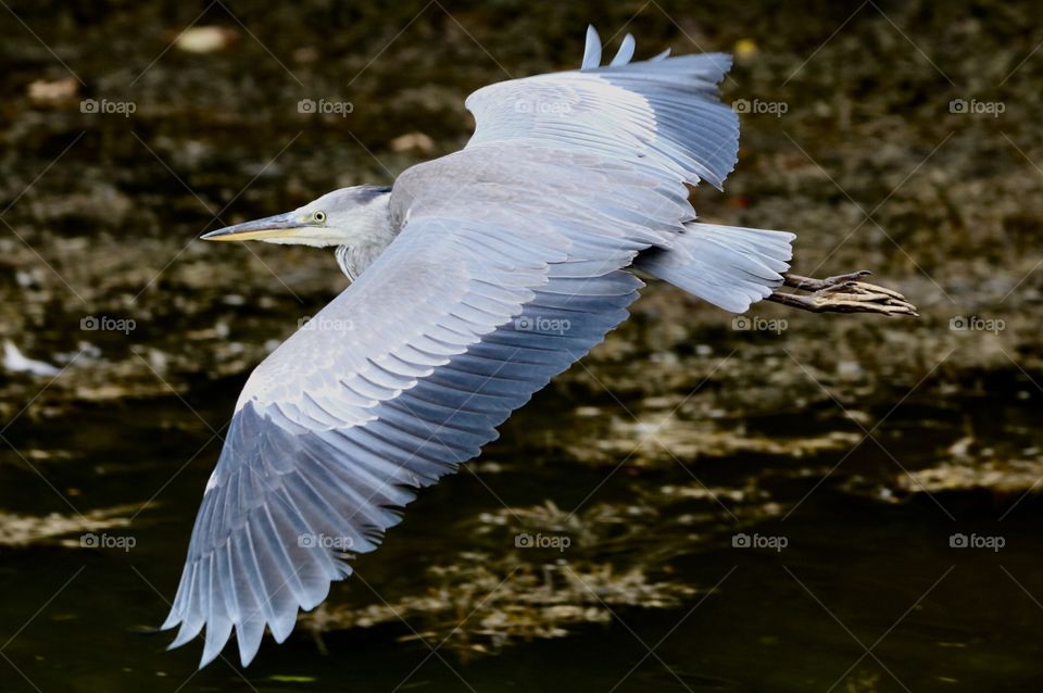 Gray heron flight 