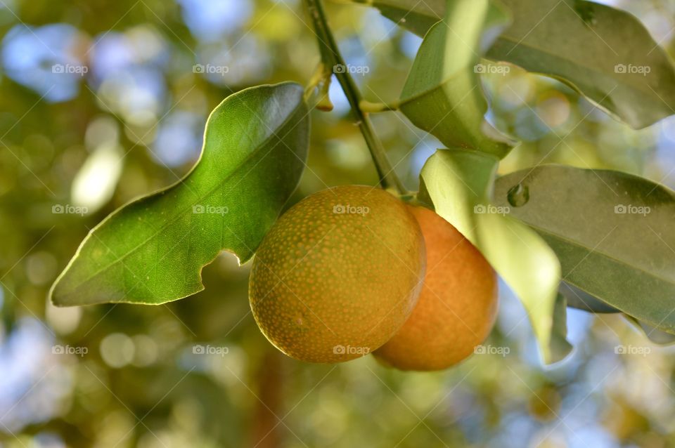 Orange tree 