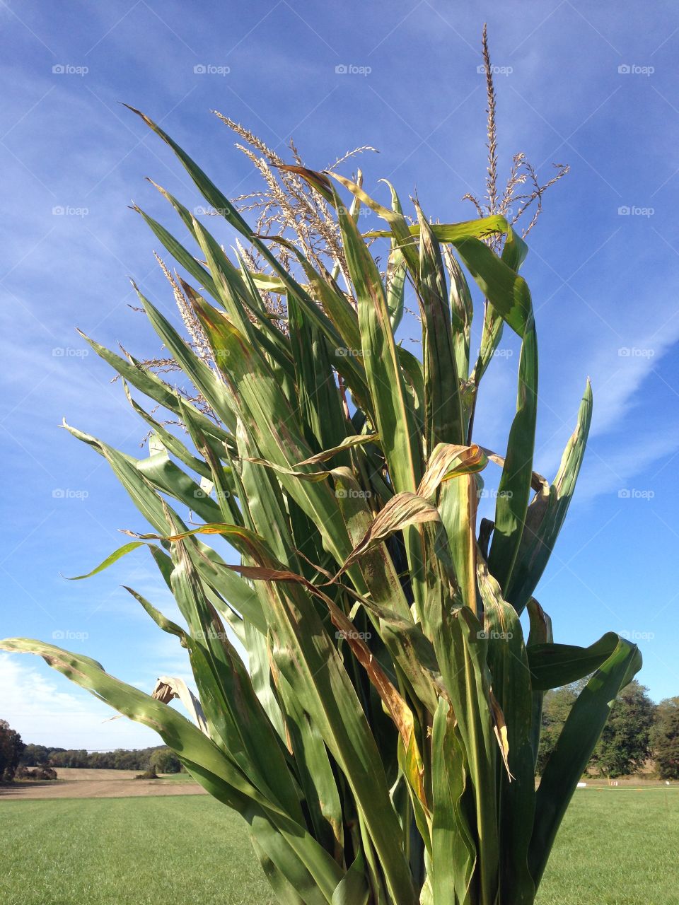 Close-up of corn stalks