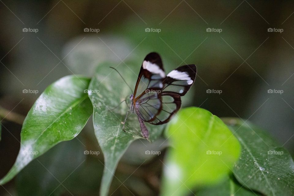 Glasswing/ glasswinged butterfly (greta oto)