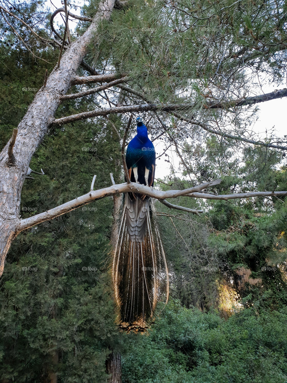 Peacock sits on a tree branch in the forest and looks directly at the camera