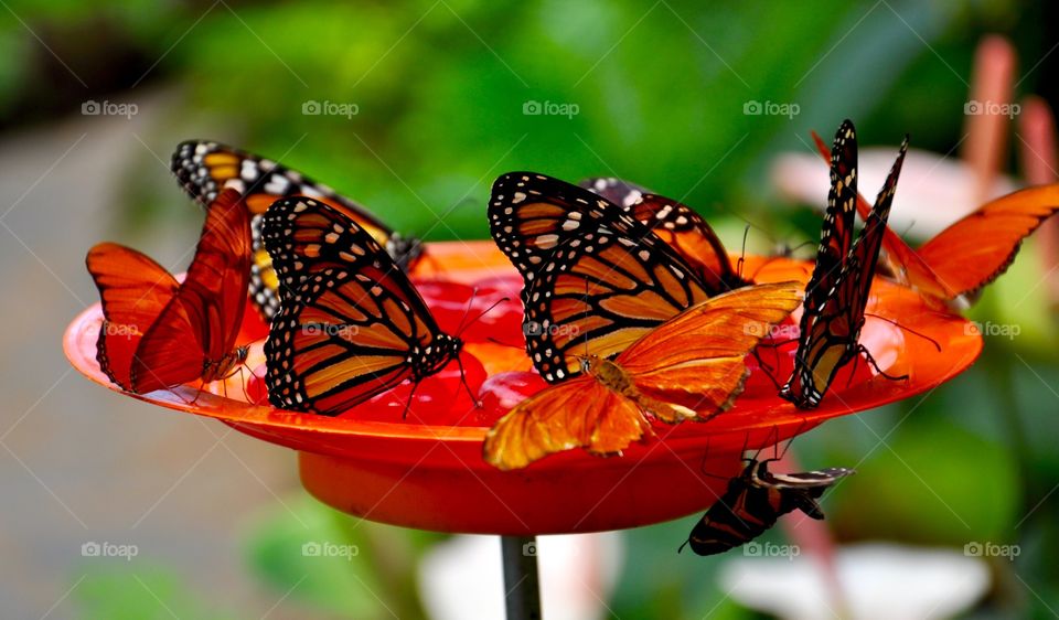 Butterflies feeding on plate