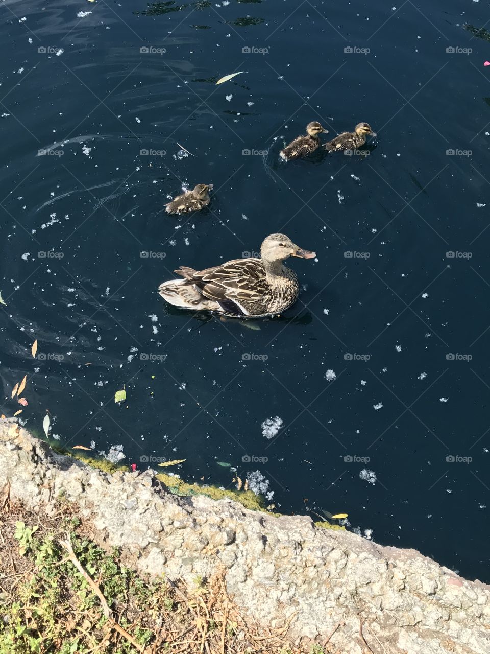 Mama duck with ducklings 