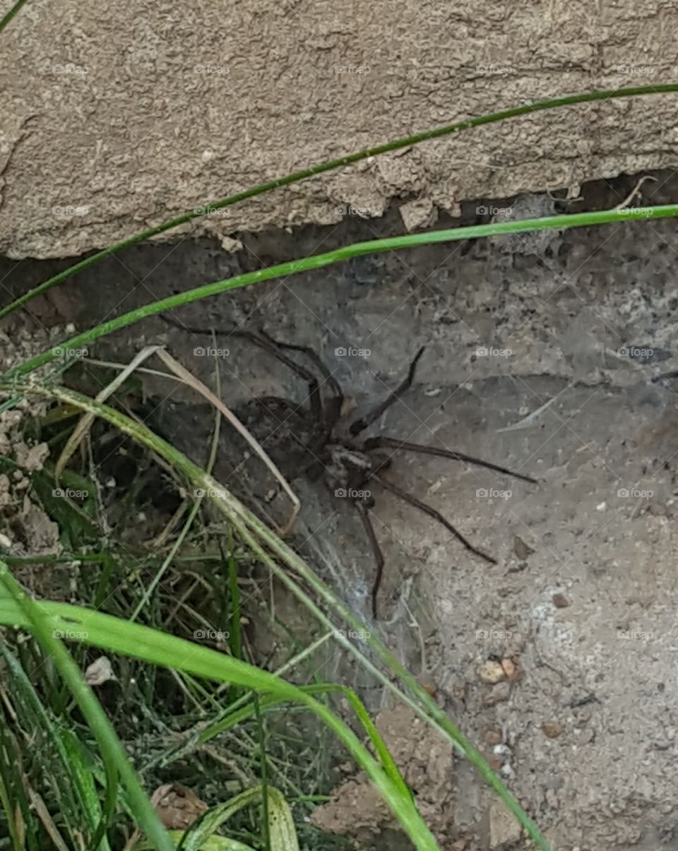 common house spider