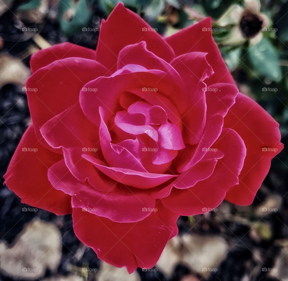 Pink flower—taken in Munster, Indiana 