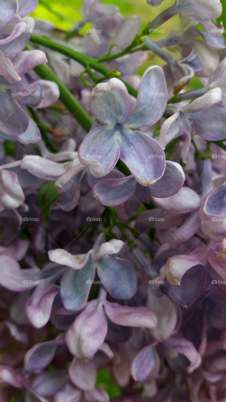 spring lilacs close-up