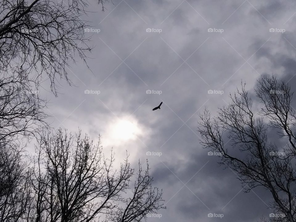 large bird flying in a winter sky