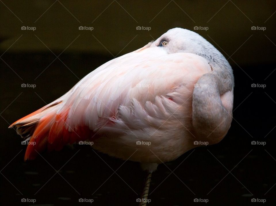 Peep eye. Sleeping flamingo