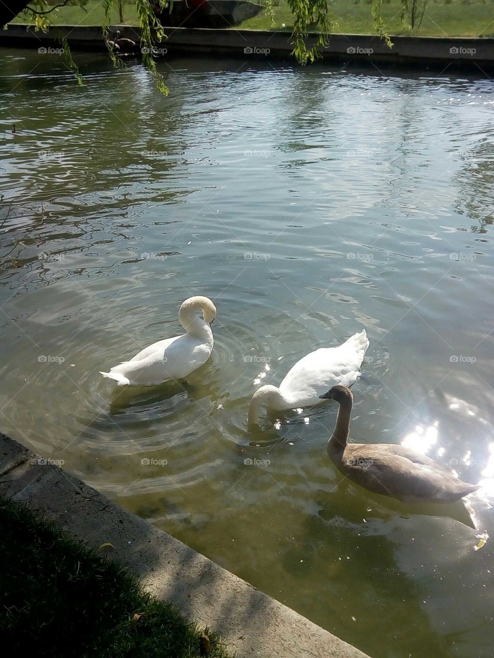 Beautiful birds (swan)