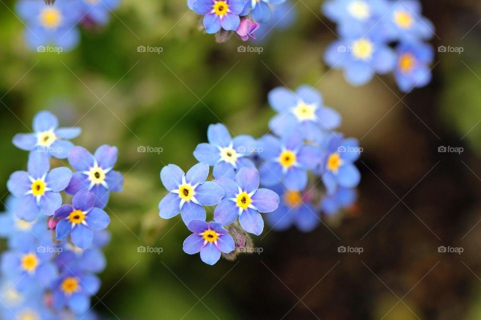 macro shot of blue flowers