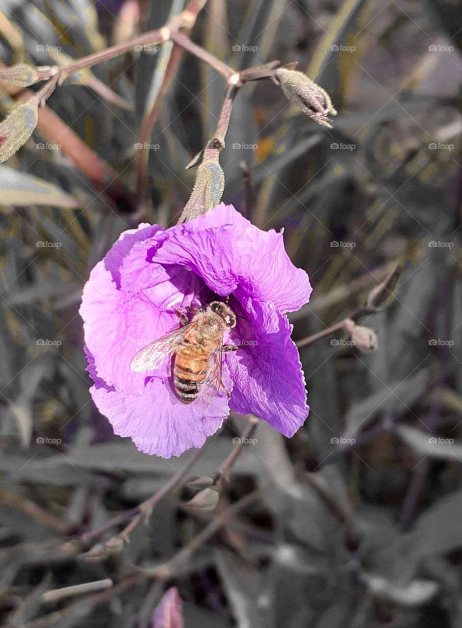bee and flower