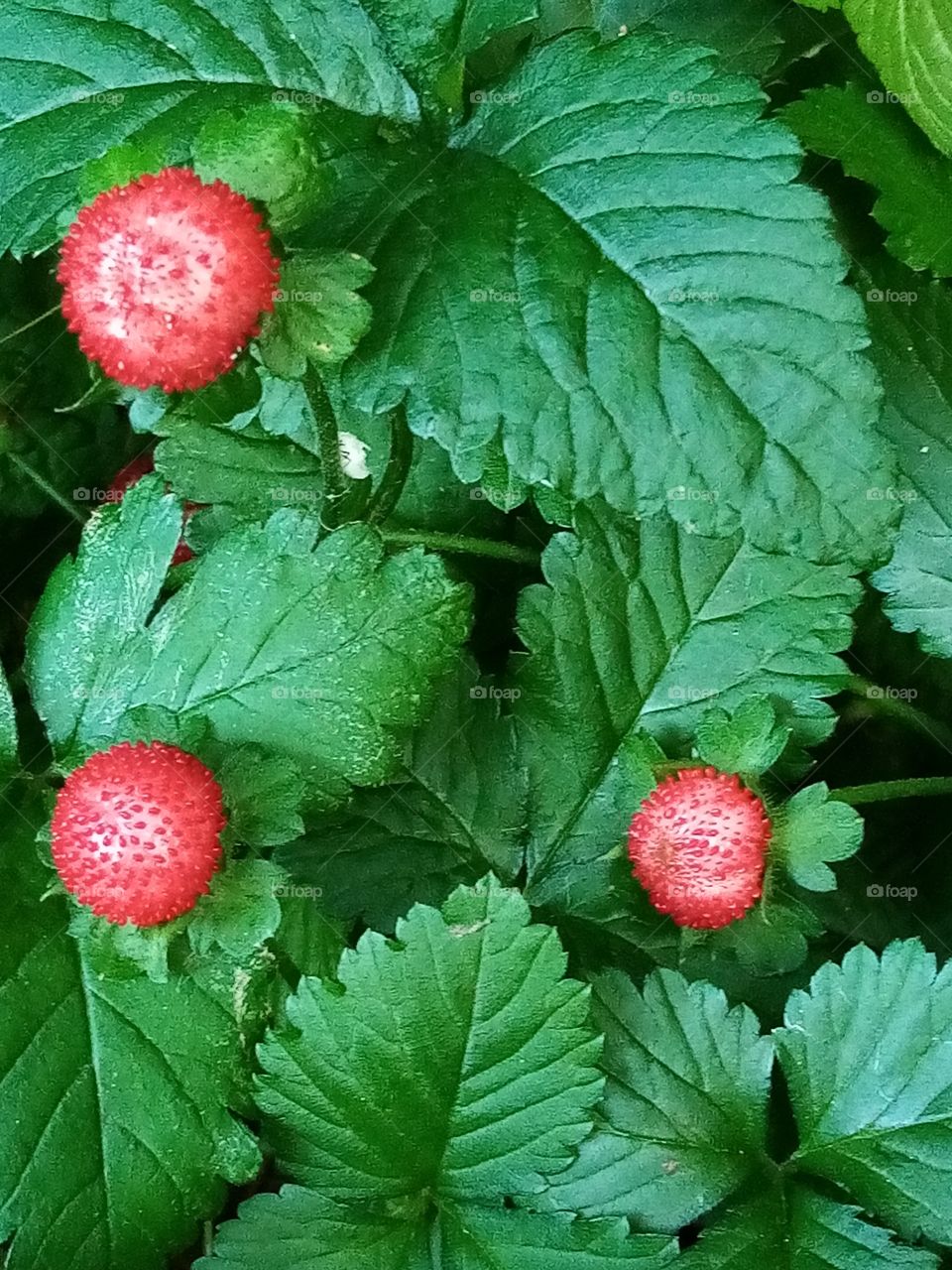 Erdbeeren