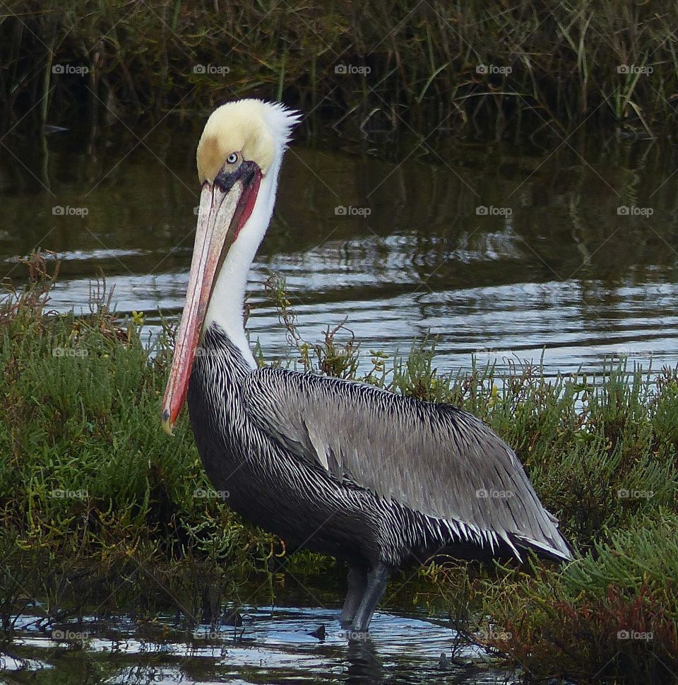 Painted pelican posing