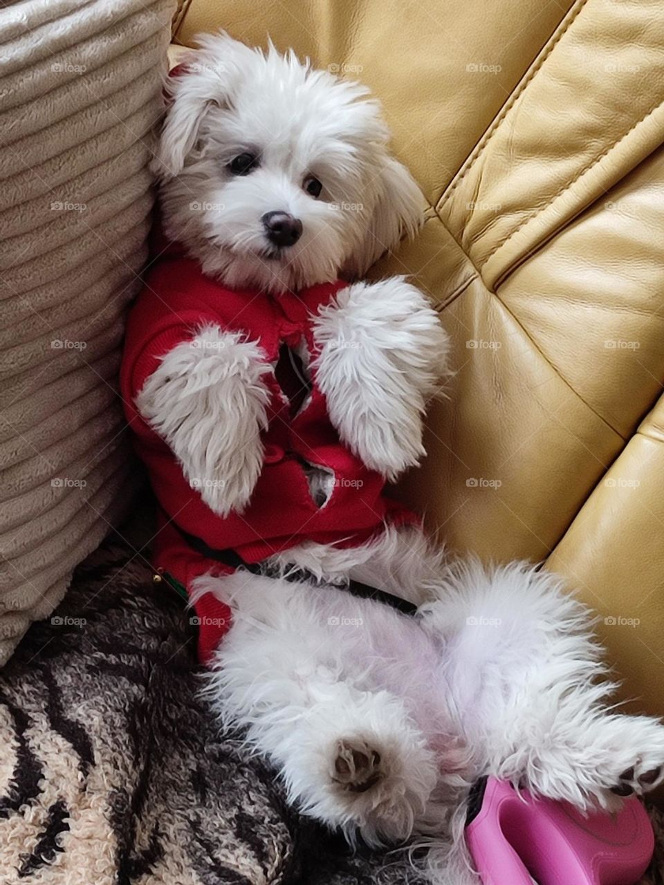 My little Maltese bichon