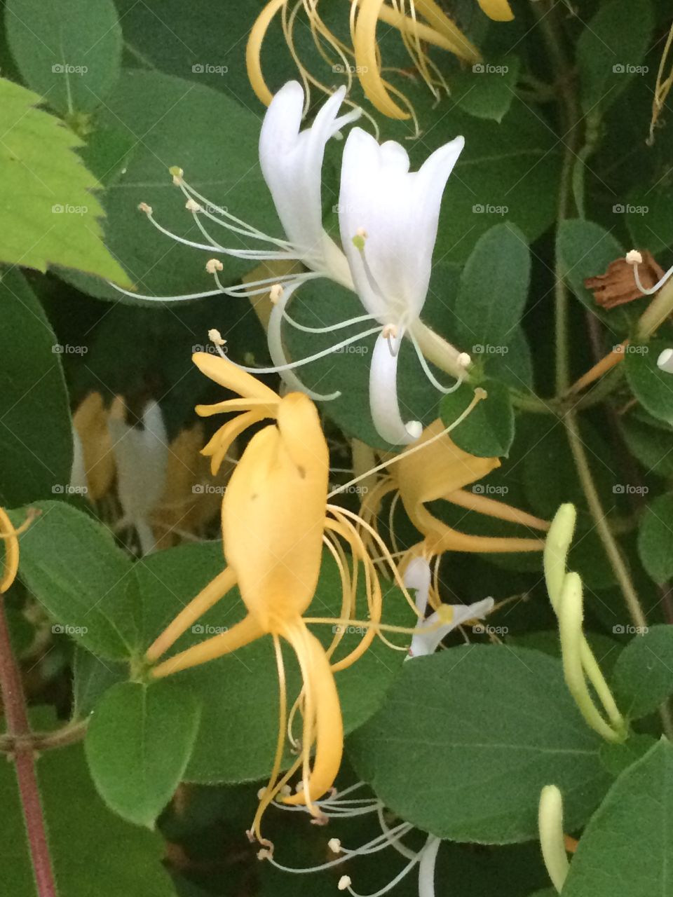 Honeysuckle