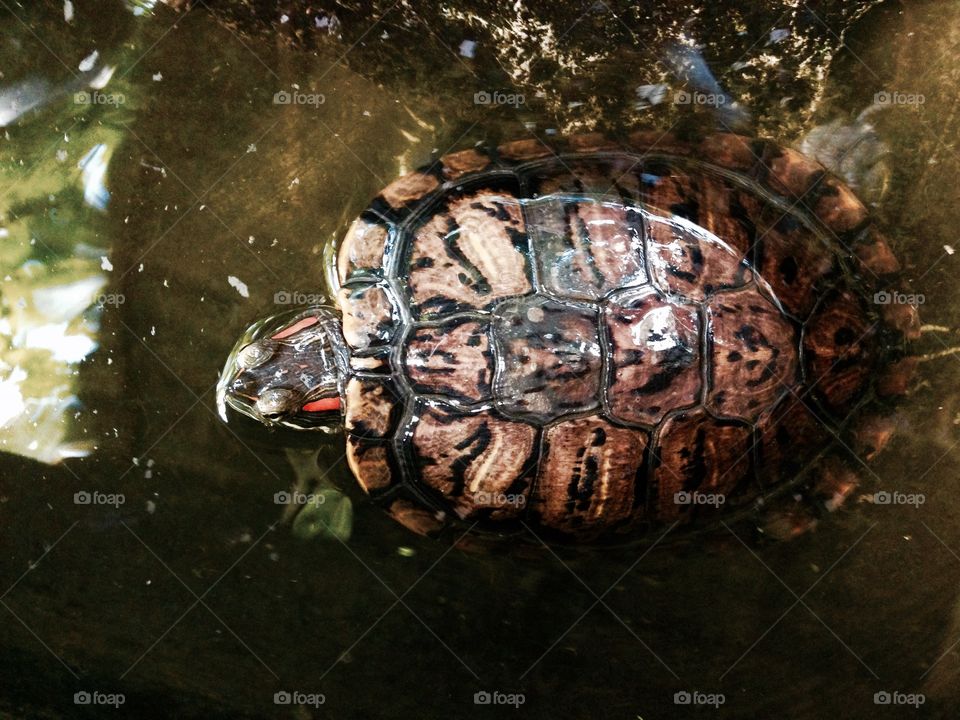 turtle. Thai turtle
