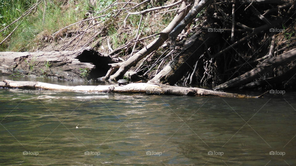 River turtle