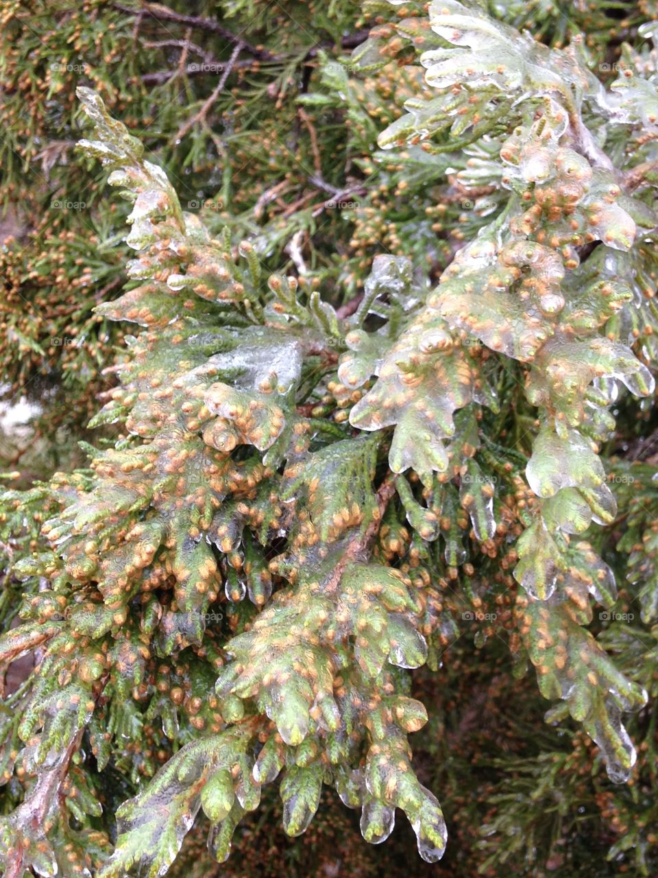 Ice on a cedar tree