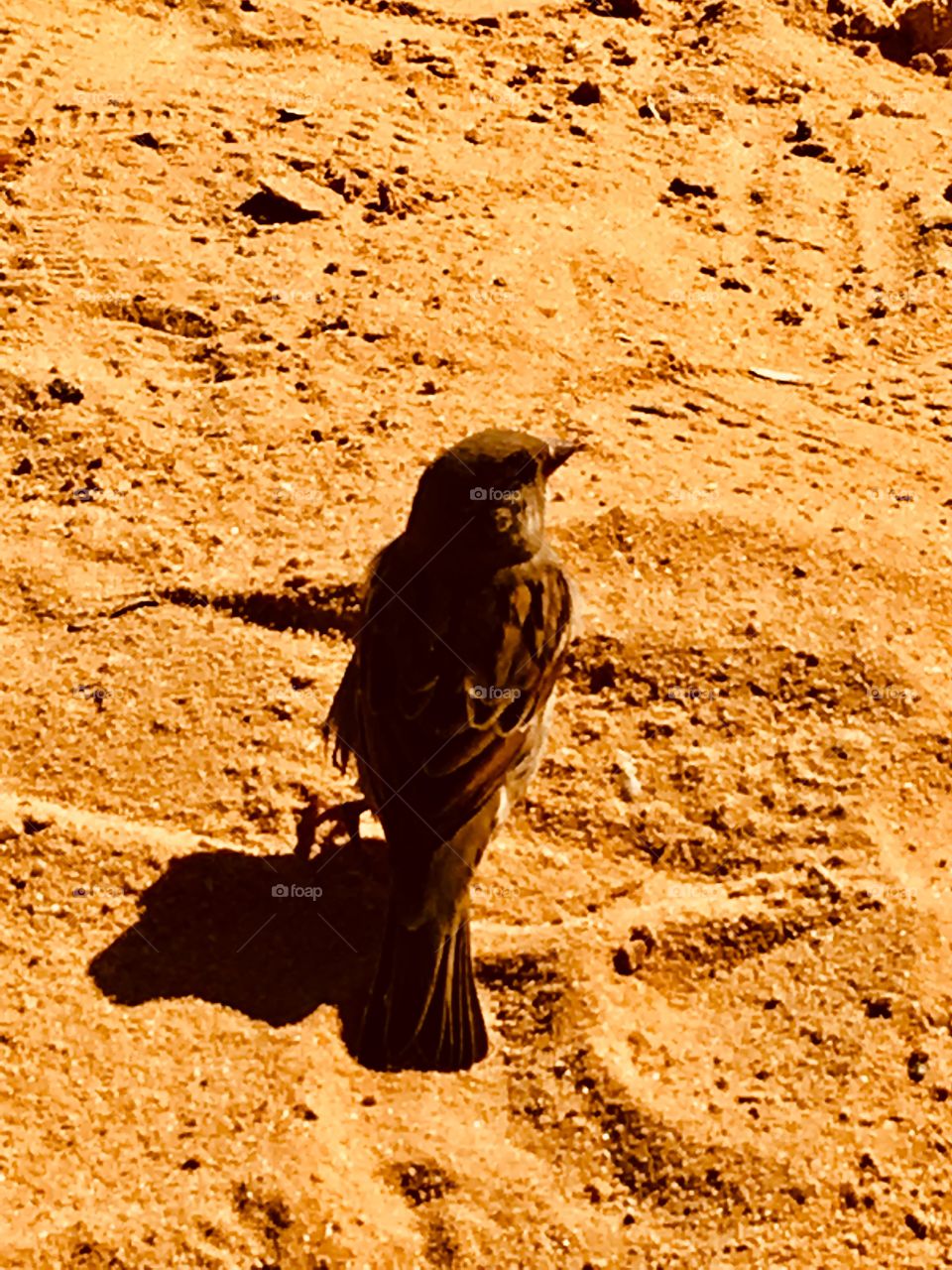 Beautiful Beach Sparrow 