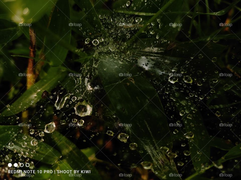 I clicked this photograph on rainy day when rain drops falling on a plant in my garden