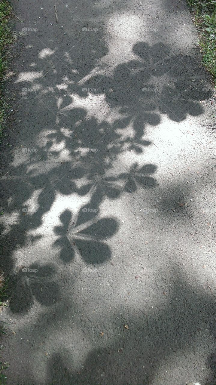 shadow. Distin shade of chestnut