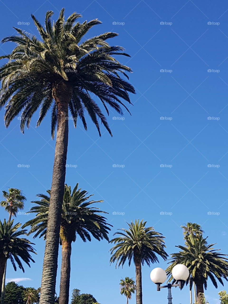 The palm trees over the square in Napier tower high above everything else. The blue sky is a nice background.