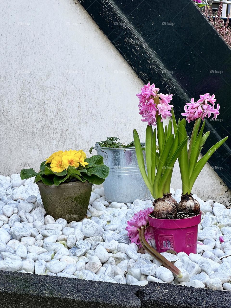 Flowers in pots near the facade of a house in Amsterdam. Atmospheric cityscape with greenery, emphasizing the coziness of Dutch architecture.