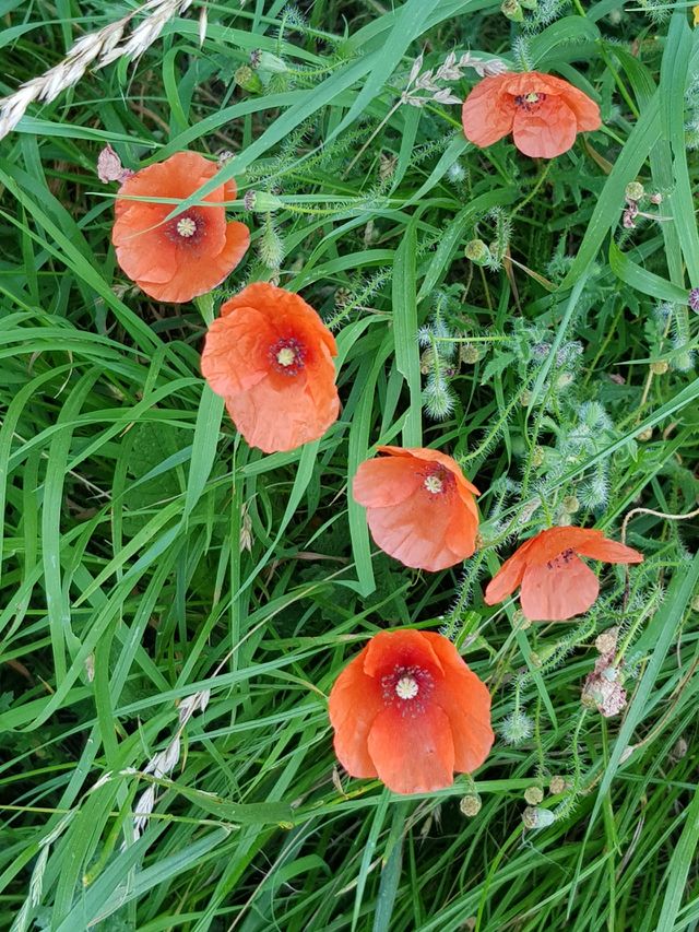 poppys