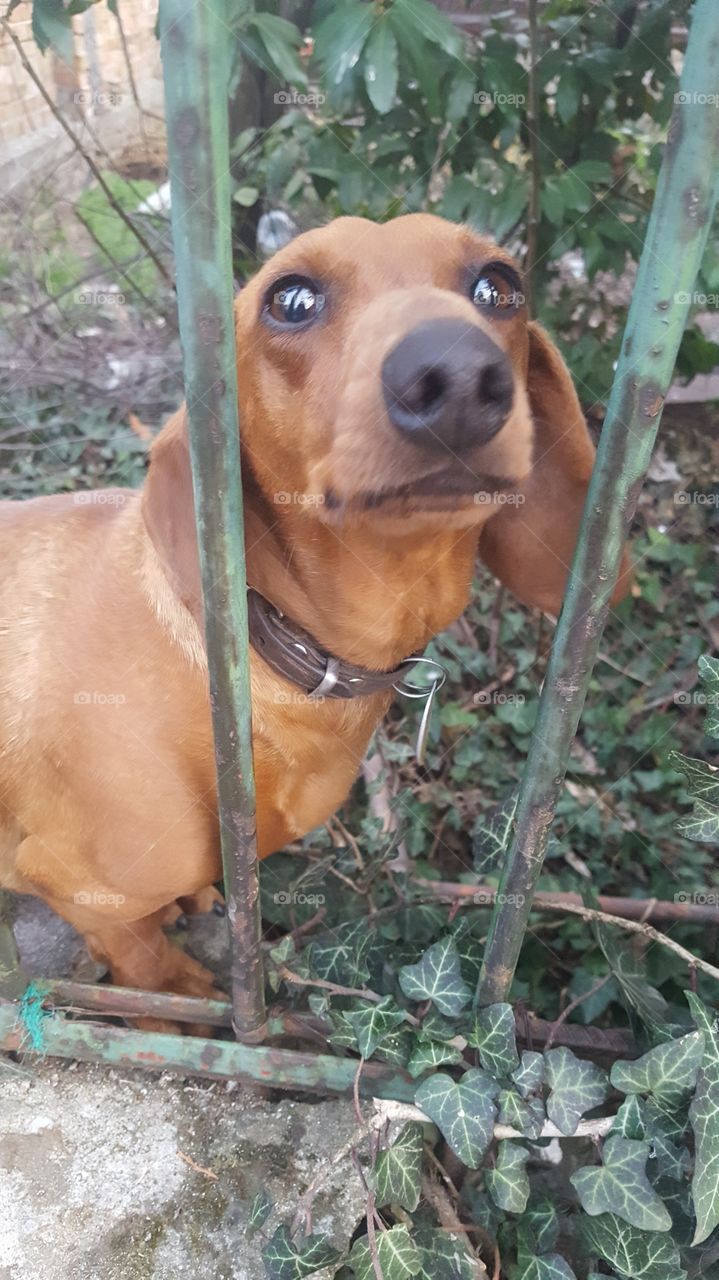 A curious dachshund