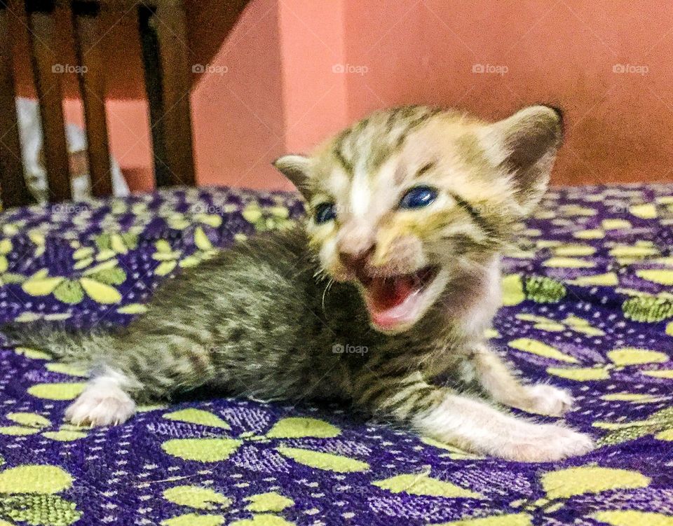 1st roar🐱