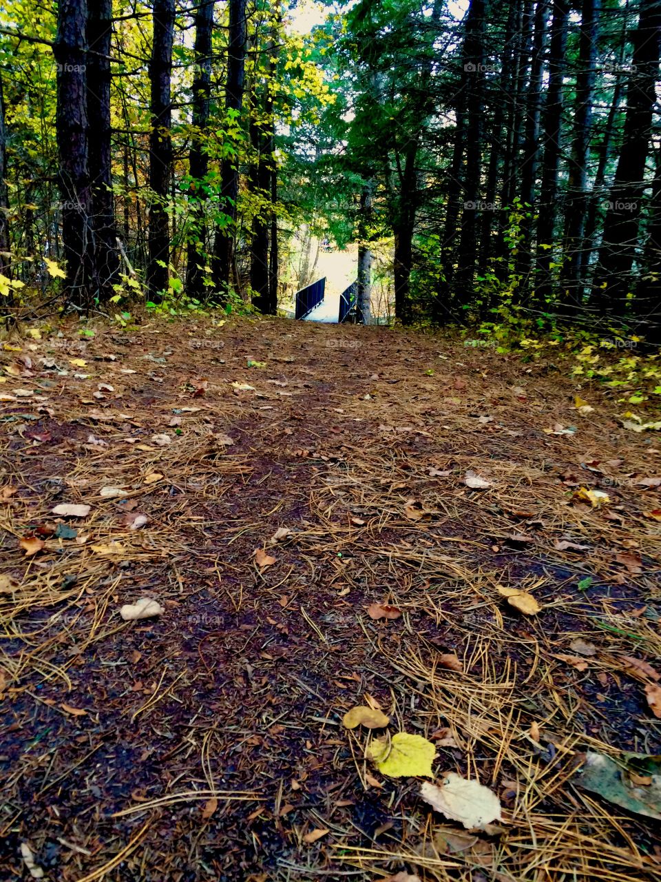Hiking through the woods