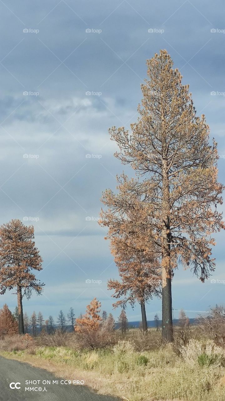 trees and forest series