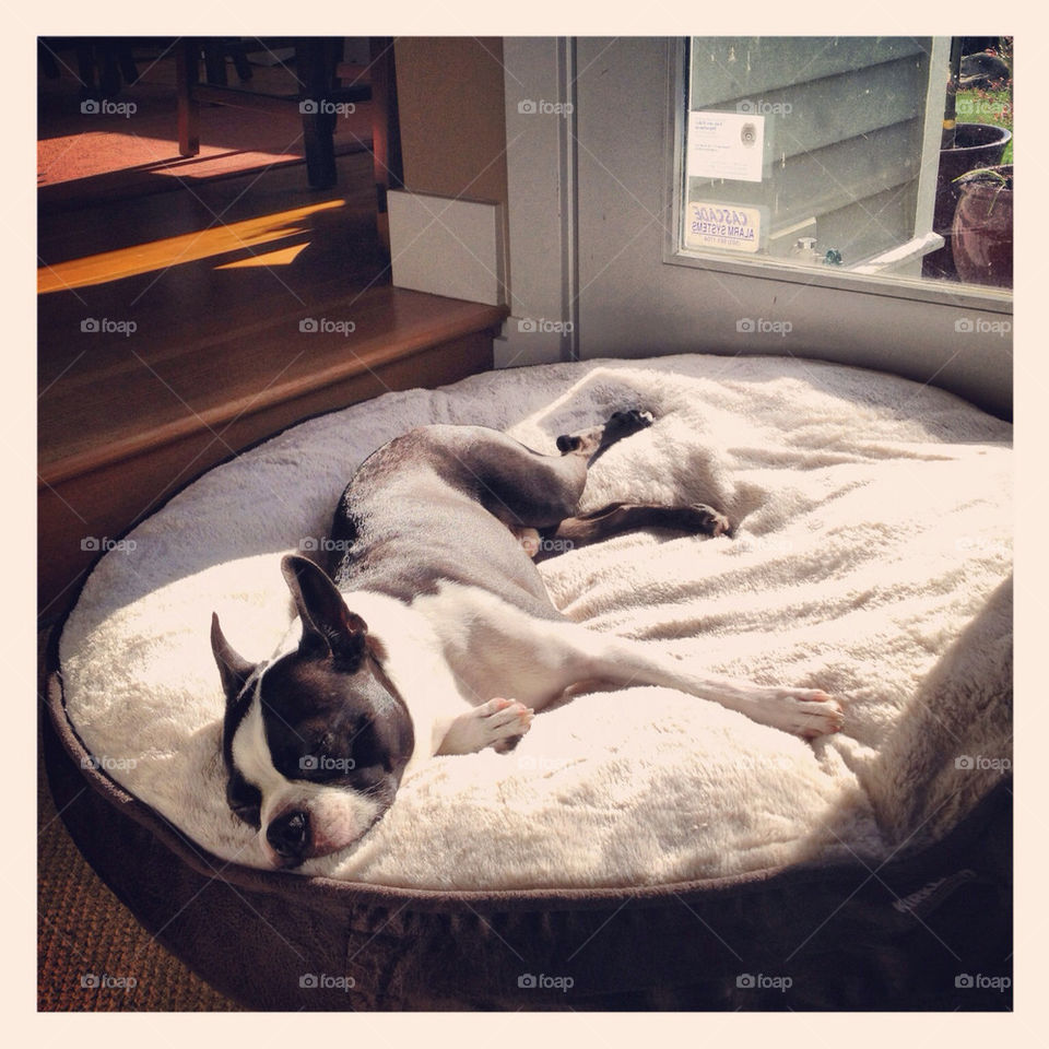 adorable sunbathe boston terrier by iphoneninja