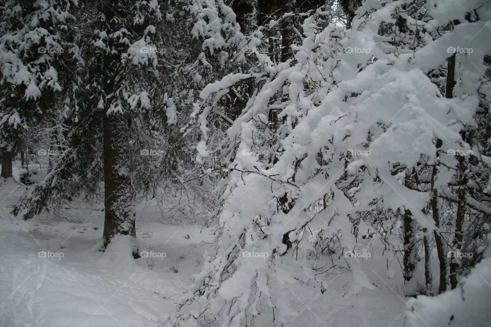 Snow