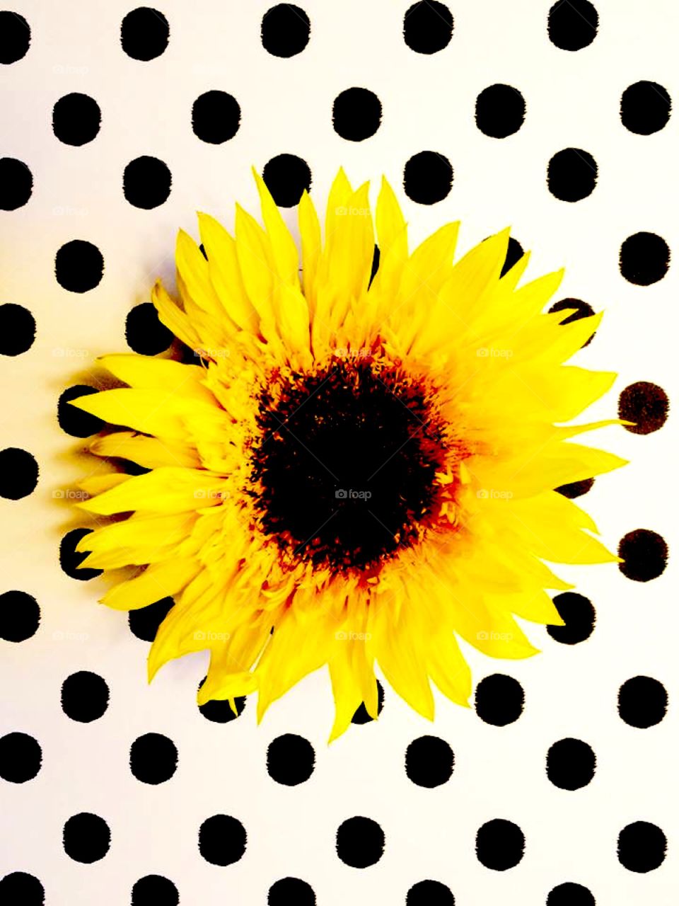 Sunflower and Polka Dots