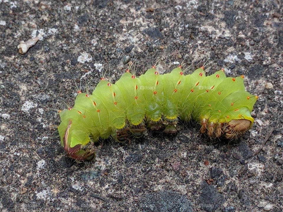 caterpillar