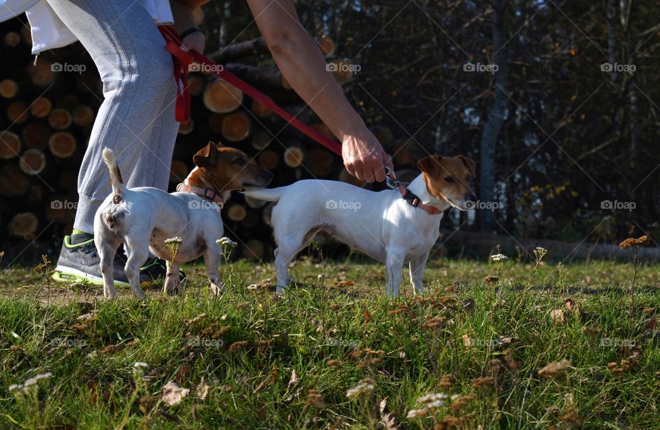 family walking with dogs pets